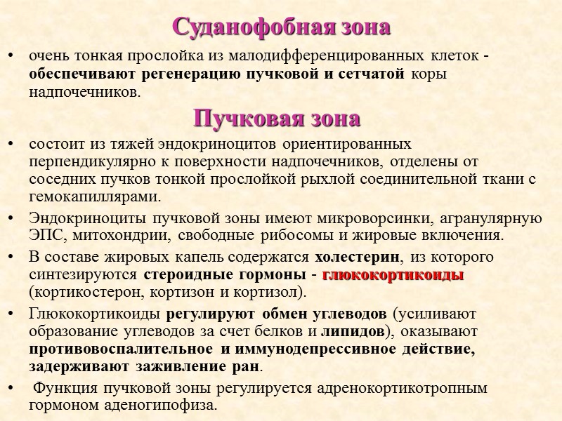 Суданофобная зона очень тонкая прослойка из малодифференцированных клеток - обеспечивают регенерацию пучковой и сетчатой
